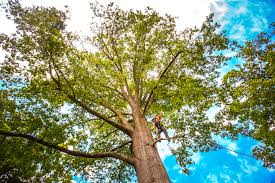 Best Tree Cabling and Bracing  in Talent, OR