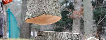 Best Commercial Tree Services  in Talent, OR