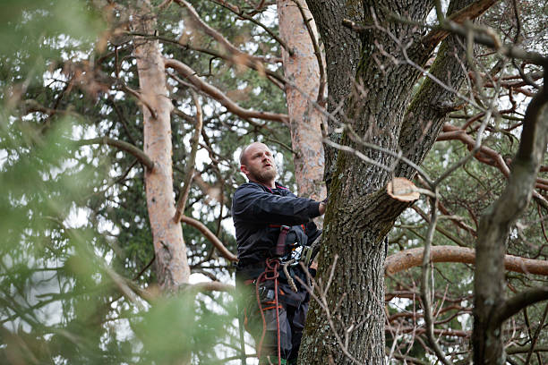 Best Tree Maintenance Programs  in Talent, OR