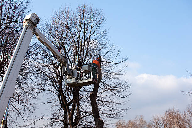 How Our Tree Care Process Works  in  Talent, OR