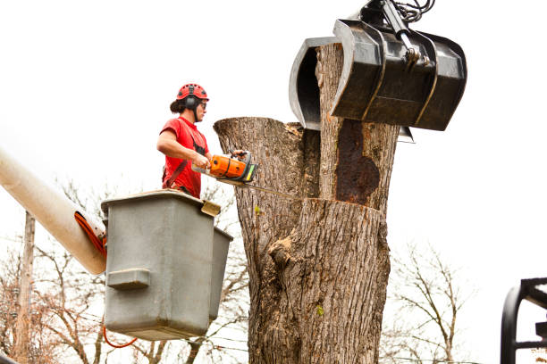 Best Tree Removal  in Talent, OR