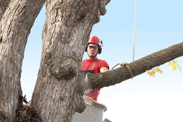 Lawn Maintenance Plans in Talent, OR